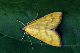 Attēlu rezultāti vaicājumam “Mecyna flavalis”