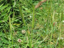 Attēlu rezultāti vaicājumam “Cynosurus cristatus flower”