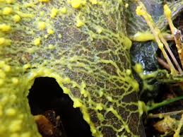 Attēlu rezultāti vaicājumam “Physarum viride var. aurantium spores”