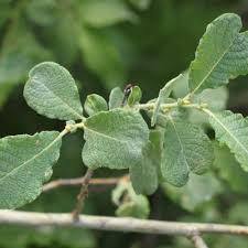 Attēlu rezultāti vaicājumam “Salix aurita”