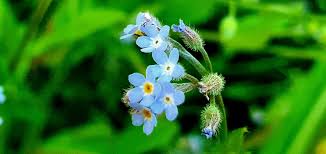 Attēlu rezultāti vaicājumam “Myosotis ramosissima flower”
