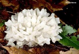 Attēlu rezultāti vaicājumam “Tremella ramalinae”