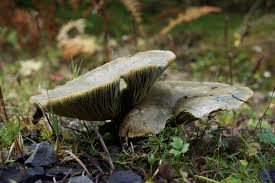 Attēlu rezultāti vaicājumam “Lactarius deterrimus”