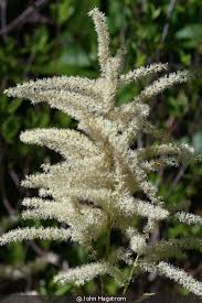 Image result for Aruncus dioicus