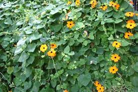 Image result for Thunbergia alata