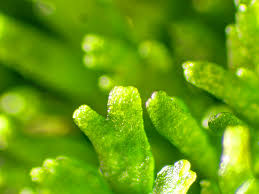 Attēlu rezultāti vaicājumam “Riccardia palmata”