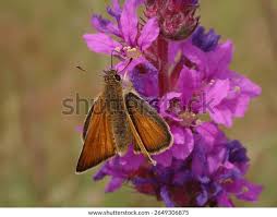 Attēlu rezultāti vaicājumam “Thymelicus sylvestris”