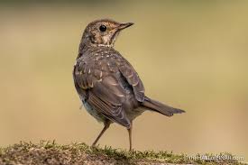 Attēlu rezultāti vaicājumam “Turdus philomelos juvenile”