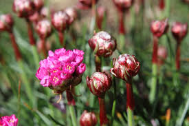 Attēlu rezultāti vaicājumam “Armeria vulgaris bud”