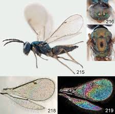 Attēlu rezultāti vaicājumam “Cystiphora sanguinea larva”