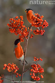 Attēlu rezultāti vaicājumam “Pyrrhula pyrrhula male”