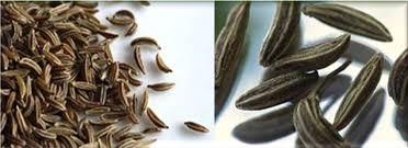 Image result for Carum carvi