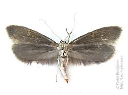 Attēlu rezultāti vaicājumam “Yponomeuta evonymella imago”