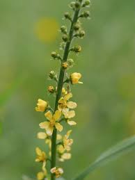Attēlu rezultāti vaicājumam “Agrimonia pilosa”