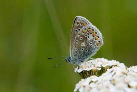 Attēlu rezultāti vaicājumam “Carterocephalus silvicolus female”