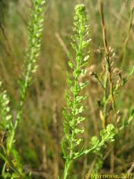 Attēlu rezultāti vaicājumam “Lepidium densiflorum”