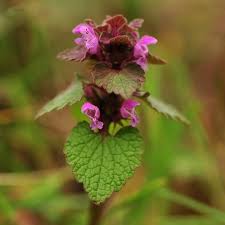 Attēlu rezultāti vaicājumam “Lamium purpureum leaf”