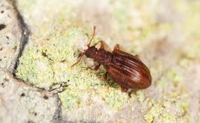 Attēlu rezultāti vaicājumam “Latridiidae”