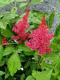 Image result for Astilbe