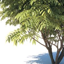 Attēlu rezultāti vaicājumam “Juglans mandshurica leaf”