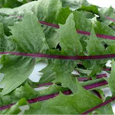 Image result for Zichorie