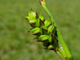 Attēlu rezultāti vaicājumam “Carex hostiana”