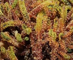 Attēlu rezultāti vaicājumam “Paludella squarrosa”