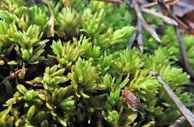 Attēlu rezultāti vaicājumam “Encalypta streptocarpa sporophyte”