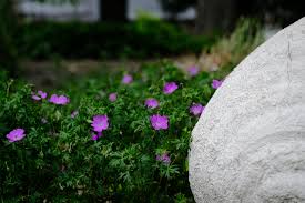 Attēlu rezultāti vaicājumam “Geranium sanguineum”