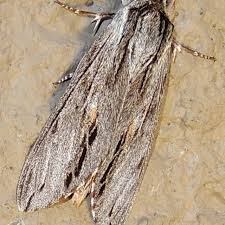 Attēlu rezultāti vaicājumam “Badhamiopsis scripta sessile”