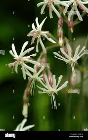 Attēlu rezultāti vaicājumam “Silene nutans flower”