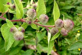 Attēlu rezultāti vaicājumam “Arctium lappa”