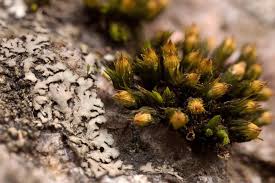 Attēlu rezultāti vaicājumam “Orthotrichum anomalum”