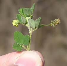 Attēlu rezultāti vaicājumam “Medicago lupulina leaf”