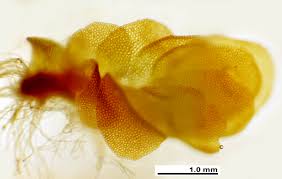 Attēlu rezultāti vaicājumam “Mylia anomala”