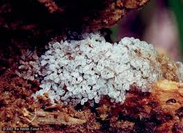 Attēlu rezultāti vaicājumam “Ceratiomyxa fruticulosa spores”