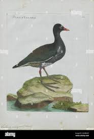 Attēlu rezultāti vaicājumam “Gallinula chloropus”