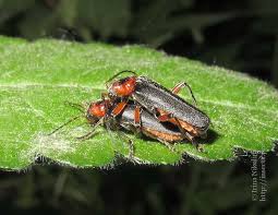 Attēlu rezultāti vaicājumam “Cantharis rustica”