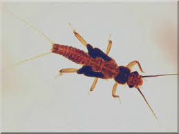 Attēlu rezultāti vaicājumam “Plecoptera”