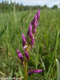 Attēlu rezultāti vaicājumam “Orchis mascula bud”