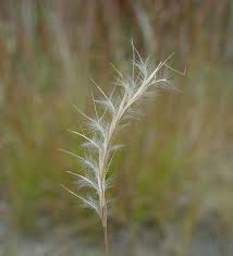 Attēlu rezultāti vaicājumam “Stemonitis herbatica young”