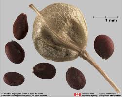 Attēlu rezultāti vaicājumam “Lepidium densiflorum fruit”