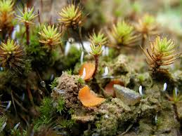 Attēlu rezultāti vaicājumam “Octospora humosa”