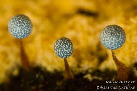 Attēlu rezultāti vaicājumam “Physarum leucopus”