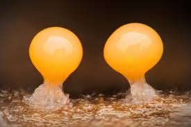 Attēlu rezultāti vaicājumam “Hemitrichia leiotricha stalked”