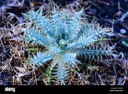 Image result for Ptilostemon afer