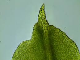 Attēlu rezultāti vaicājumam “Barbula unguiculata macro”