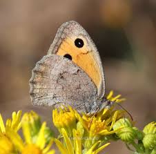 Attēlu rezultāti vaicājumam “Hyponephele lycaon female”