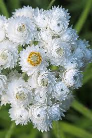 Attēlu rezultāti vaicājumam “Anaphalis margaritacea flower”