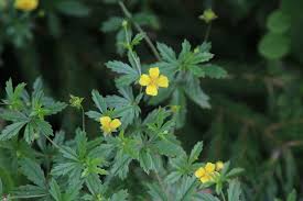 Attēlu rezultāti vaicājumam “Potentilla erecta”